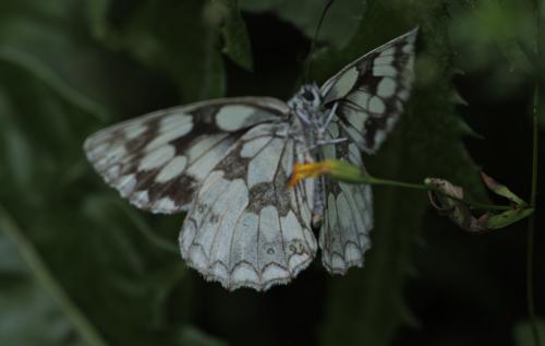 Melanargia galathea